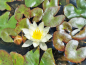 Preview: Zwerg-Seerose Gelb